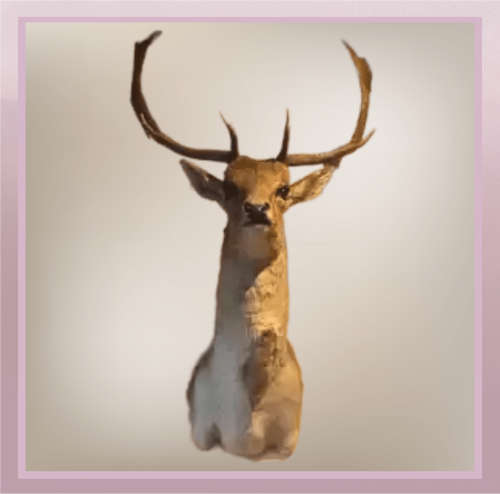Fallow Deer Wall Mount