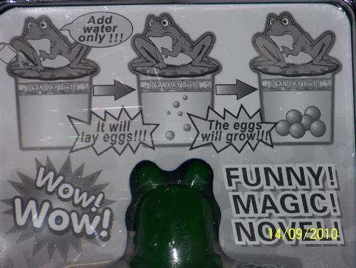 Add water and see how frog eggs get laid and grow!