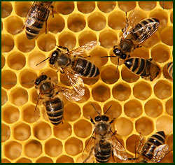 BEE KEEPING eBOOK COLLECTION Inc The Hive & Honey Bee- Langstroth & WOODWORK PLANS *NO SHIPPING FEE*