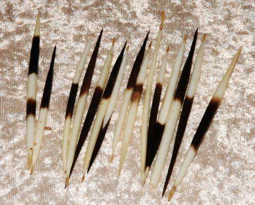 Porcupine Quills