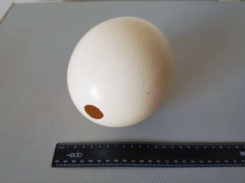 Ostrich egg shell