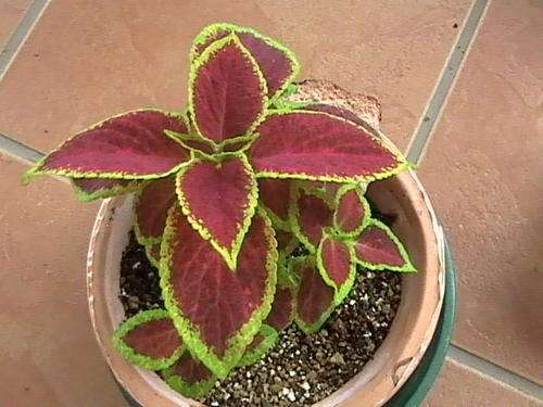 Pshycoactive plant - COLEUS ( 5 seeds)