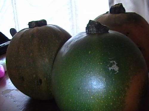 GIANT GEMSQUASH SEEDS