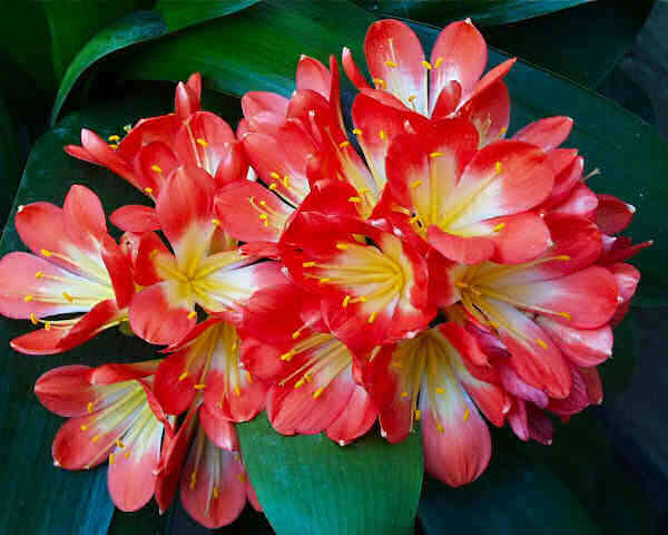 Clivia  lilies ( 5 seeds in pack)