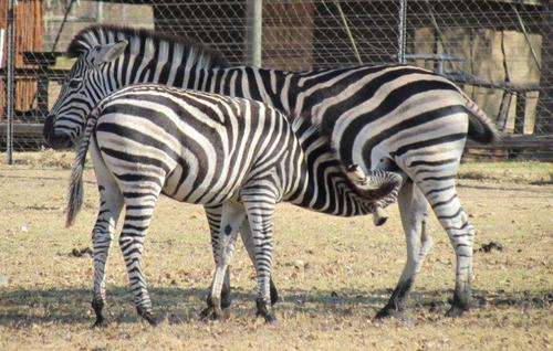 Zebras (Different) A4 Photograph