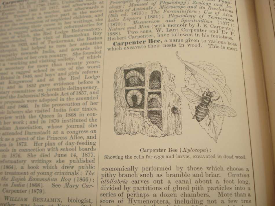 1898-RARE VOLUME II  " CHAMBERS`S ENCYCLOPAEDIA   "  B-C 828 PAGES-I HAVE  OTHER VOLUMES !!!