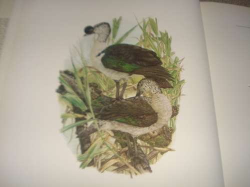 A BEAUTIFUL LIMITED EDITION HUGE COFFEE TABLE BOOK " DUCKS " A WONDERFUL GIFT !!!!