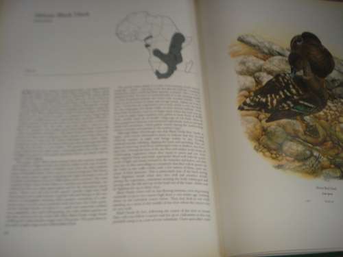 A BEAUTIFUL LIMITED EDITION HUGE COFFEE TABLE BOOK " DUCKS " A WONDERFUL GIFT !!!!