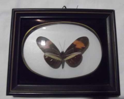 BEAUTIFUL GENUINE BUTTERFLY BEHIND BALL GLASS