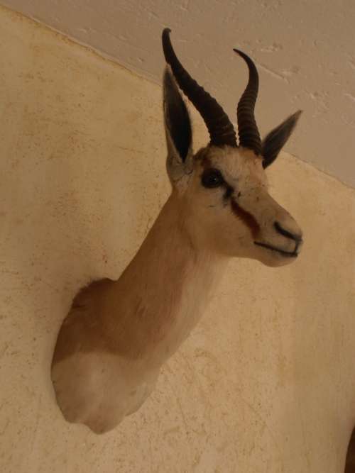 Very nice Springbok shoulder mount trophy