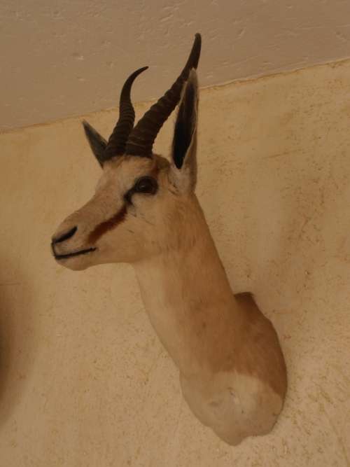 Very nice Springbok shoulder mount trophy