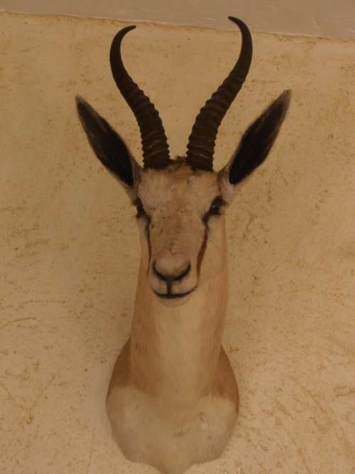 Very nice Springbok shoulder mount trophy