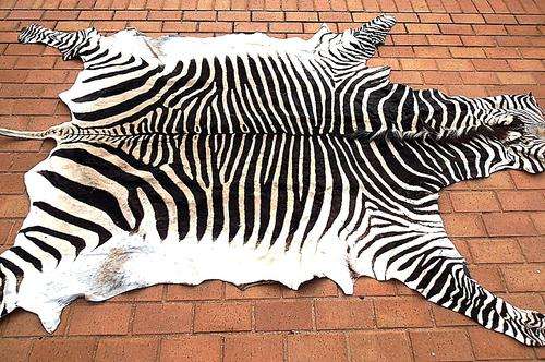 ZEBRA skin, 255 cm x  165 cm, Hartmann's Zebra, FREE SHIPPING!