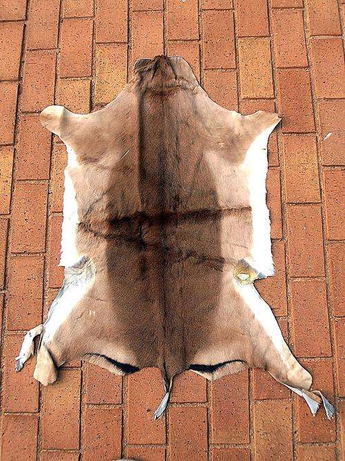 IMPALA skin, 98 cm x  62 cm