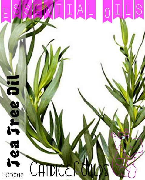 PURE Essential Oil - Tea Tree EO - 100gm