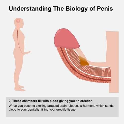 Male Penis Vacuum Pump Air Enlarger Extender Prolong Enhancer with two rings