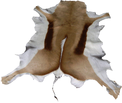 Springbok Hide, Export Quality
