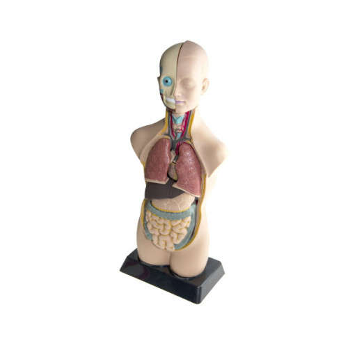 Wow amazing learning Tool: Edu Toys Human Anatomy Model (50 cm) Retails: R1438 OUR Price: R1050