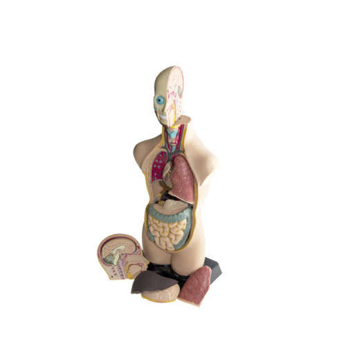 Wow amazing learning Tool: Edu Toys Human Anatomy Model (50 cm) Retails: R1438 OUR Price: R1050