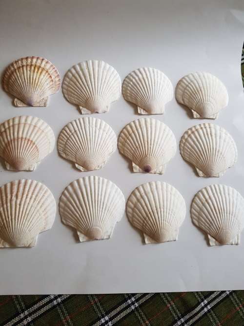Clam Shells x 12