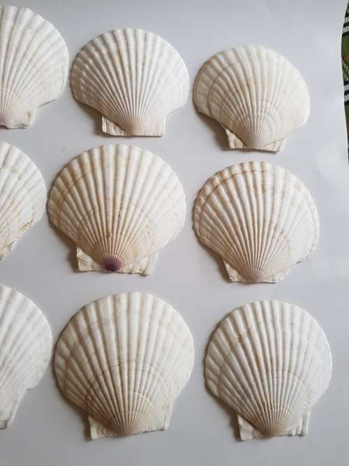 Clam Shells x 12