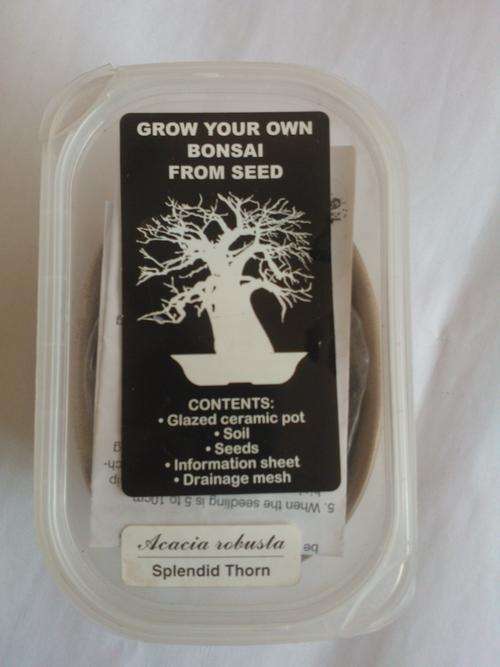 Grow your own Bonsai tree