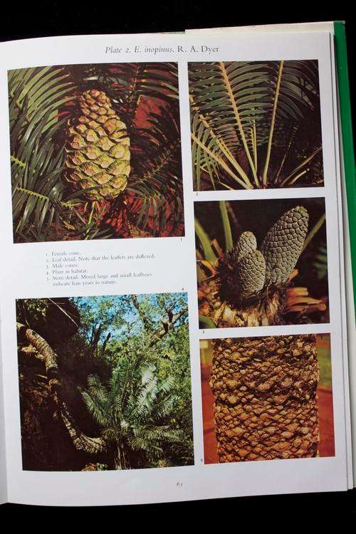 GIDDY, Cynthia - Cycads of South Africa - (Hardcover in Wrapper)
