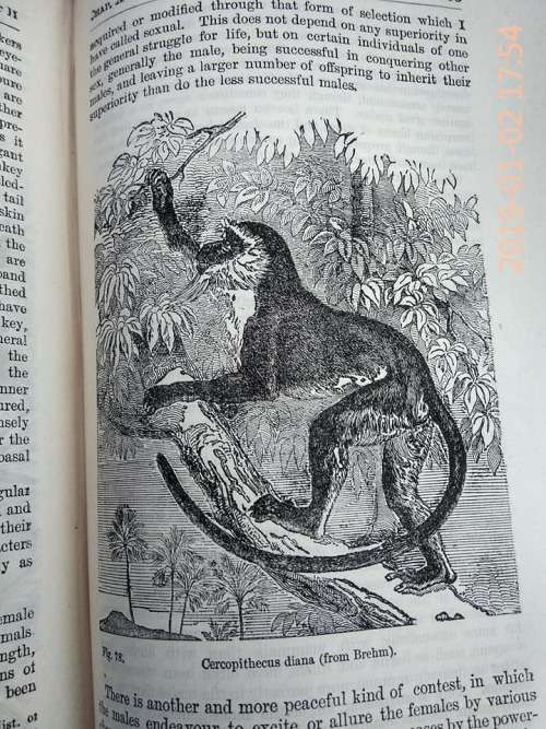 DARWIN, Charles - The Descent of Man and Selection in Relation to Sex - (1898 Hardcover)