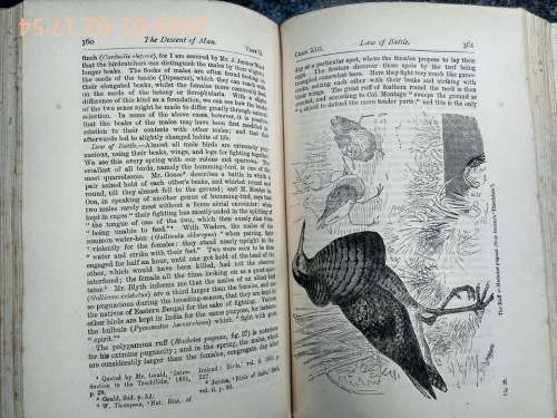 DARWIN, Charles - The Descent of Man and Selection in Relation to Sex - (1898 Hardcover)