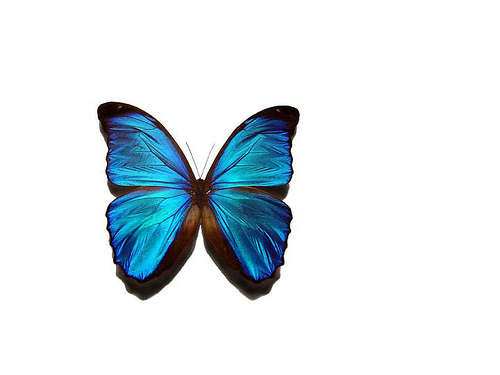 PORTER, Gene Stratton - A Girl of the Limberlost