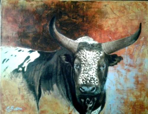 Nguni cattle
