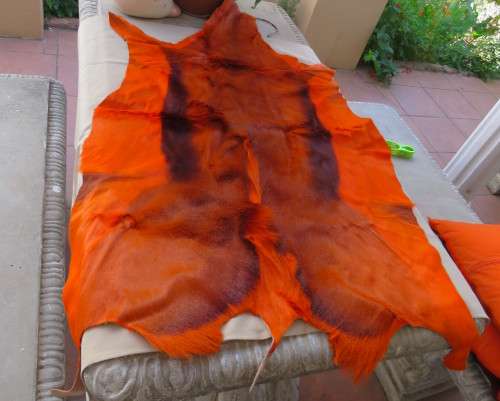 Stunning real Springbuck skin 106cm x 68cm in orange. Luxury soft feel.For display over couch/table.