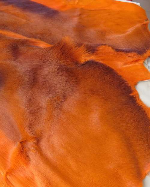 Stunning real Springbuck skin 106cm x 68cm in orange. Luxury soft feel.For display over couch/table.