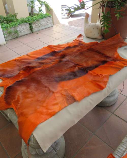 Stunning real Springbuck skin 106cm x 68cm in orange. Luxury soft feel.For display over couch/table.