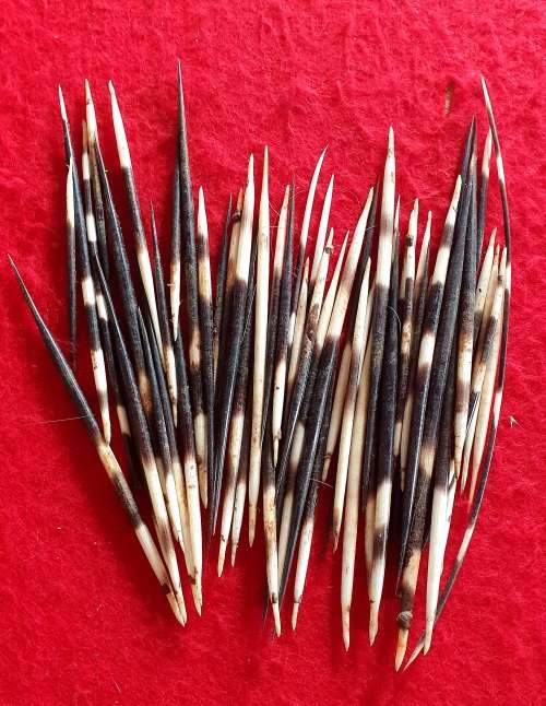 50 X PORCUPINE QUILLS .IDEAL FOR  Jewelry - Crafting - Art- Pens - ETC !! BID PER QUILL.
