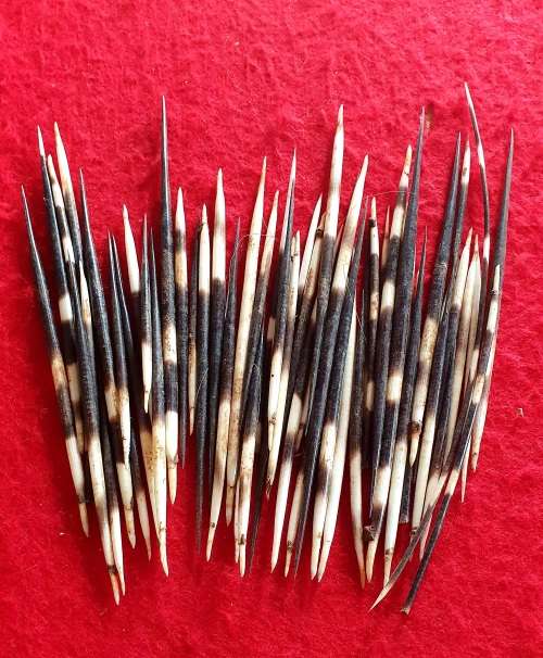 50 X PORCUPINE QUILLS .IDEAL FOR  Jewelry - Crafting - Art- Pens - ETC !! BID PER QUILL.