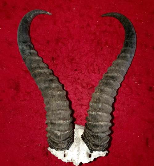 90 MORE ITEMS ON SAME AUCTION !! BIG SPRINGBOK RAM HORNS ! IDEAL FOR BAR / MANCAVE