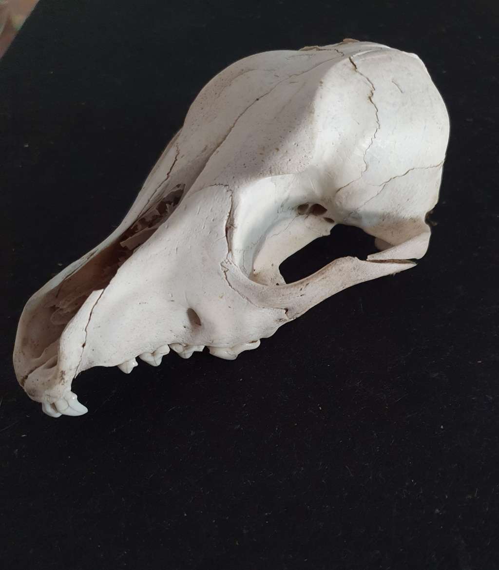 HUGE PRESERVED JACKAL SKULL. IDEAL FOR MANCAVE !!