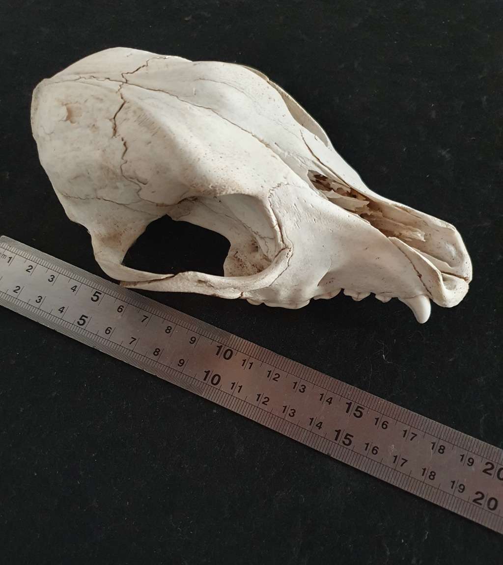 HUGE PRESERVED JACKAL SKULL. IDEAL FOR MANCAVE !!