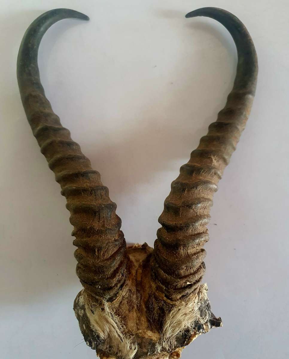 HUGE 30CM LONG SPRINGBOK RAM HORNS. IDEAL FOR MAN CAVE!!