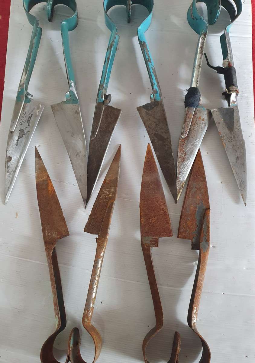 5 X VINTAGE SHEEP SHEARS . IDEAL FOR KNIFE MAKING. ONE BID FOR ALL.