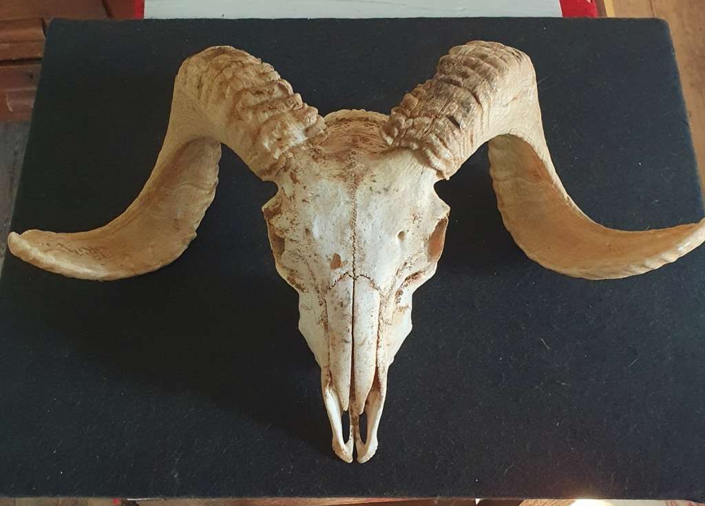 MASSIVE SHEEP RAM HORNS AND SKULL. OVER HALF A METER POINT TO POINT. IDEAL FOR ART OR MAN CAVE.