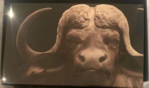 2021 Double capsule Proof Buffalo R5 Silver coin set with beautiful Bufallo box - 2 X 1oz coins