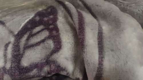 Queen Size Butterly Blanket - Maroon