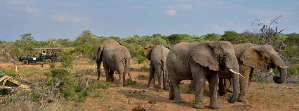 Mabula Game Lodge / 22-26 January 2024 (4 nights) 4 adults 2 kids