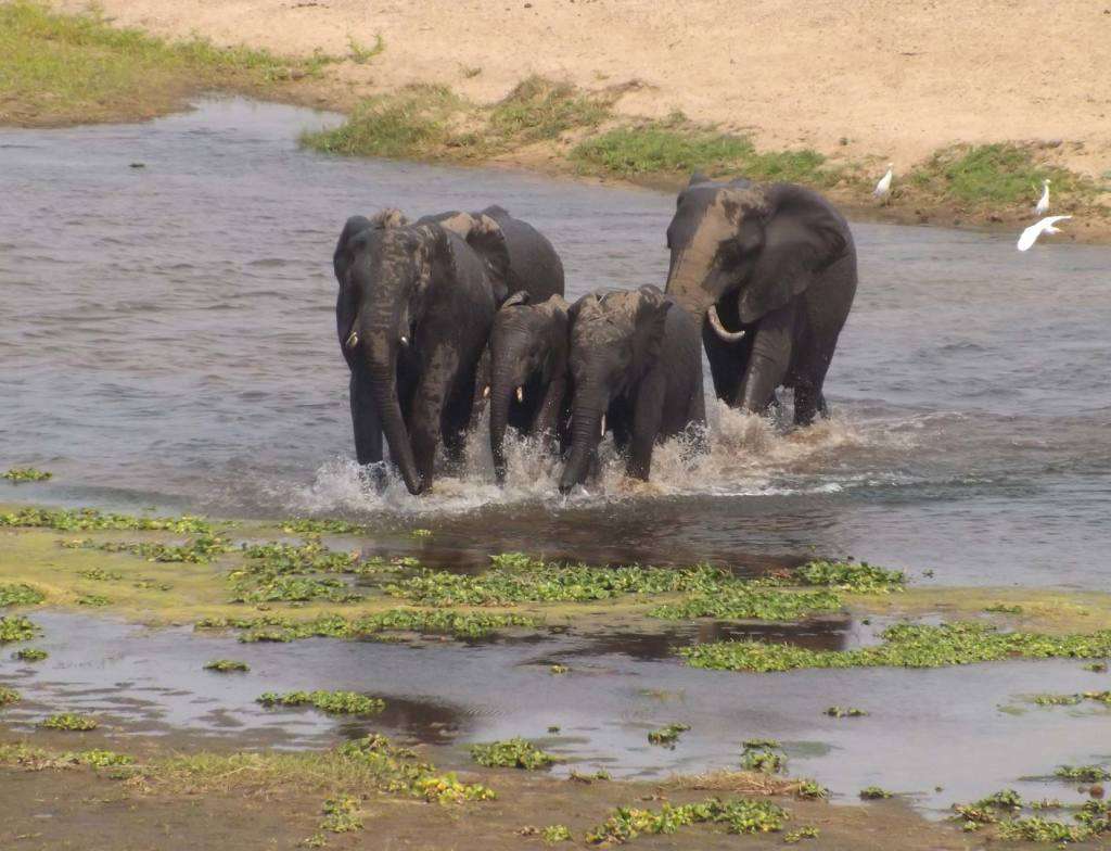 Weekend @ Ngwenya Lodge 9-12 August 8 Sleeper ( 6 adults 2 kids under 12 yr )