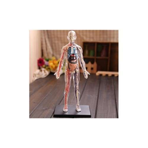 Human Anatomy - 1/6 cleared human body (