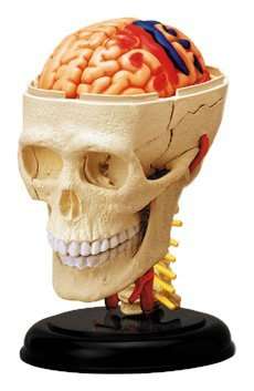 Human Anatomy - Cranial nerve skull anat