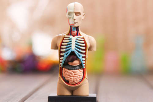 Human Anatomy - Torso Model