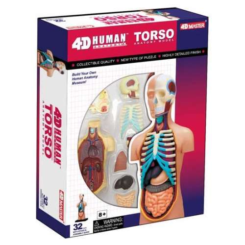 Human Anatomy - Torso Model